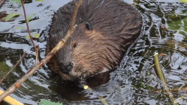 Beaver gnawing a branch at the edge of a lake. Castor canadensis. La Mauricie National Park. Province of Quebec. Canada