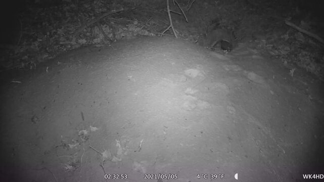 Red fox (Vulpes vulpes) at the burrow recorded with game camera, North Rhine-Westphalia, Germany