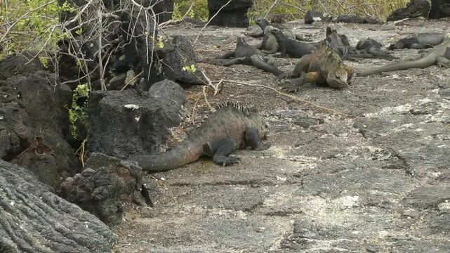 Galapagos sea lizards mating on lava rock, Ecuador, Galapagos