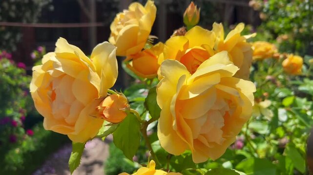 English yellow rose (Rosa Charles Austin) in the Rose Garden at the monastery in Ystad, Scania, Sweden, Scandinavia
