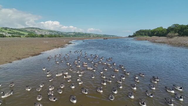 Canada Goose (Branta Canadensis) on River Teign from a drone at low tide, Newton Abbot, Devon, England, United Kingdom