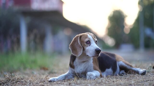 A young beagle puppy rests on dry soil and gravel outdoors, with a soft blurred background in warm evening daylight.
