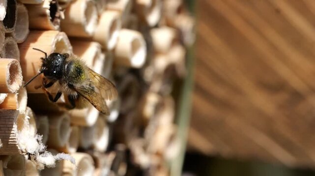 Rusty mason bee (Osmia bicornis) crawls backwards with the abdomen into the hollow reed stem to lay eggs, slow motion 300fps, North Rhine-Westphalia, Germany