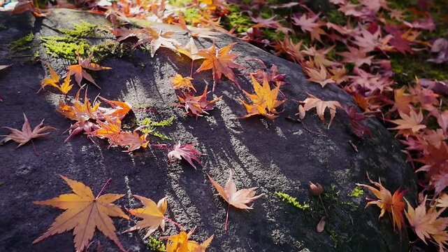 紅葉の落ち葉　熊本市　叢桂園