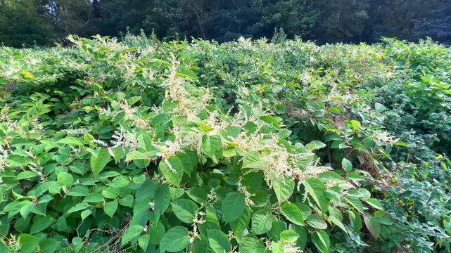 Flowering Japanese Knotweed (Fallopia Japonica), an invasive piece in a forest clearing in Ystad, Scania, Sweden, Scandinavia