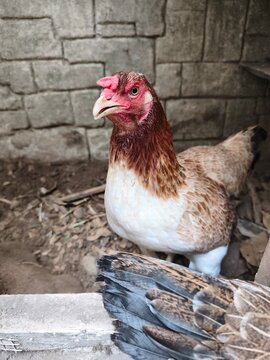 Photo of chicken in farm