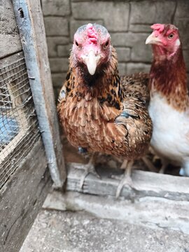 Photo of chicken in farm