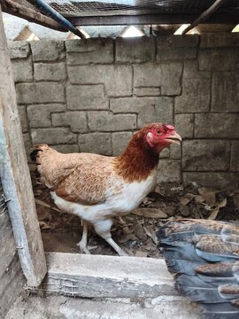 Photo of chicken in farm