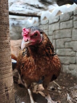 Photo of chicken in farm