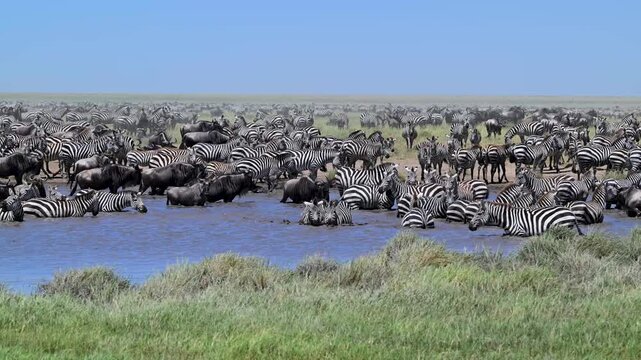 Blue wildebeests (Connochaetes taurinus) and zebras (Equus burchelli) by the pond, Serengeti National Park, Tanzania