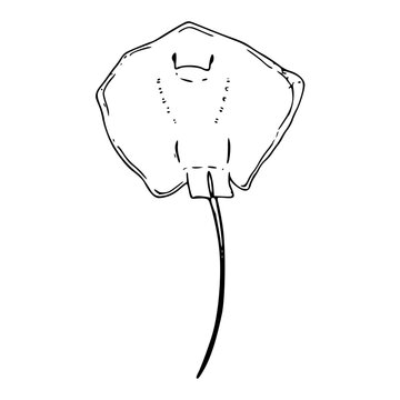 ocean stingray line art clipart vector illustration