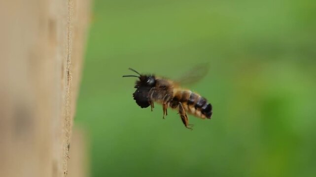 Rusty mason bee (Osmia bicornis) carrying a lump of clay to close the cell during the approach to the brood tube, slow motion with 300 fps, North Rhine-Westphalia, Germany