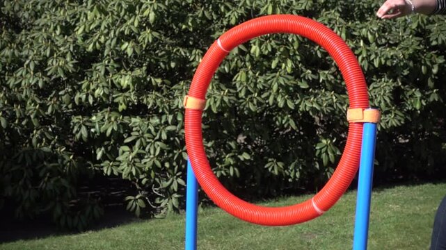 Havanese dog jumping through the hoop in slow motion, Sennestadt, North Rhine-Westphalia, Germany
