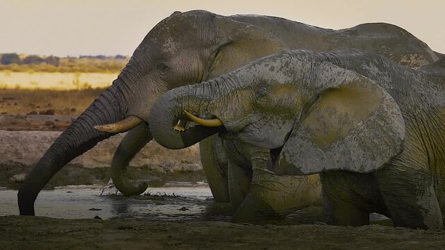 Elephants (loxodonta africana) herd in waterhole, drinking, bathing, splashing mud, Nxai Pan National Park, Botswana