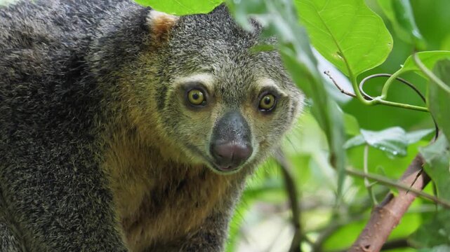 Sulawesi cuscus (Strigocuscus celebensis) close-up, Tangkoko National Park, Sulawesi