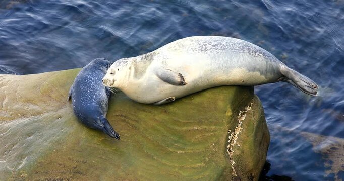 Harbor seal (Phoca vitulina), Female and baby seal hauled on rock at low tide to rest and regulate their body temperature. Forillon national park, Province of Quebec, Canada, North America