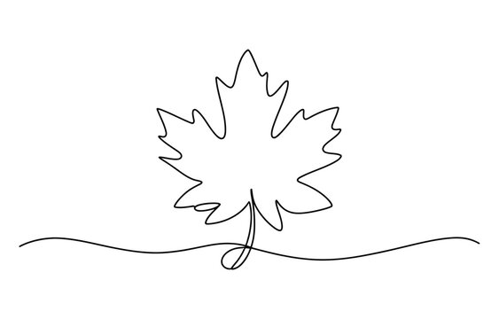 Continuous single line drawing of a maple leaf