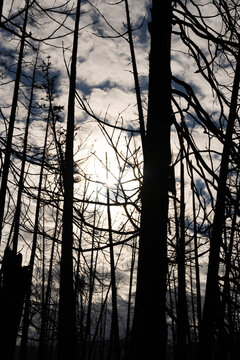 Burned tree silhouettes against a bright cloudy sky