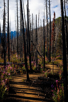 Sunlit trail and fireweed among blackened forest trunks