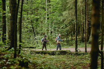 Fototapeta premium Caucasian active senior men hiking with trekking poles along forest trail. Image suitable for outdoor recreation, retirement lifestyle, health promotion campaigns, wide shot