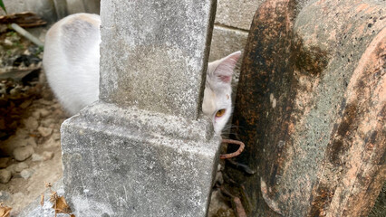 A cute white and calico stray cat with striking yellow eyes peeking shyly and curiously from a narrow hiding spot between weathered concrete blocks and old rustic tiles © Laili
