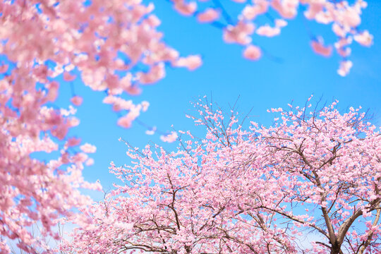 cherry blossom in spring