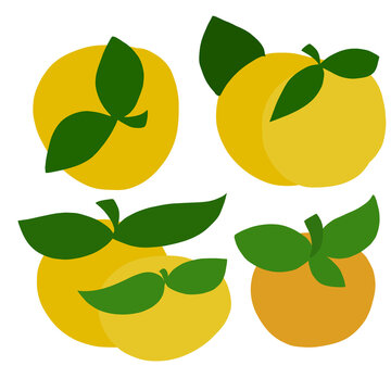 vector illustration of fruits