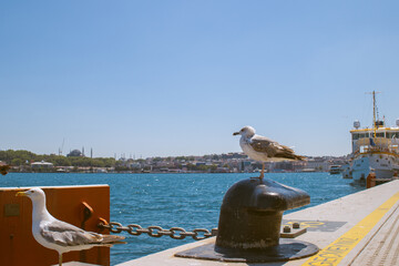 Scenic Istanbul travel view with seagulls in foreground and ship on background, turquoise water, harbor details and historic skyline across Bosphorus. Ideal for travel, tourism and city life themes. © Dasha Lapshina