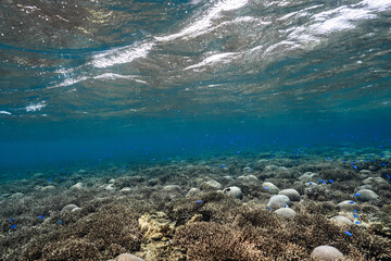 Blue damselfish swimming over a dense tropical coral reef © Satoshi