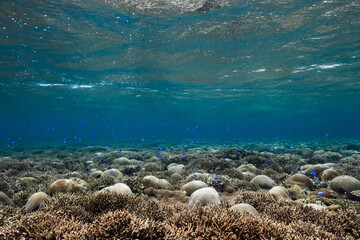 Natural coral reef landscape with blue tropical fish in clear water © Satoshi