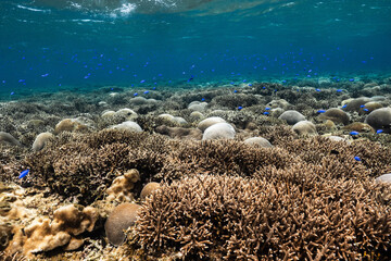Tropical underwater seascape with coral reef and blue fish © Satoshi