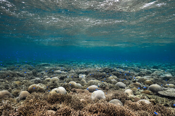 Wide underwater view of coral reef and schooling tropical fish © Satoshi