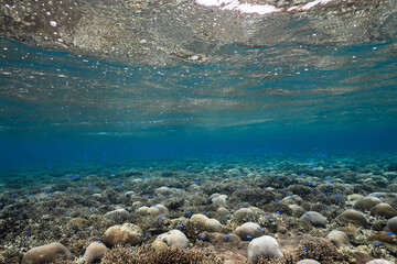 Expansive coral reef habitat with schools of tropical fish underwater © Satoshi