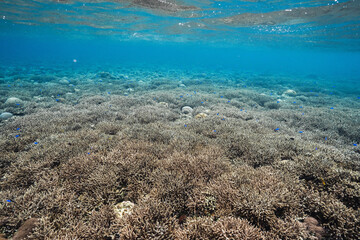 Underwater view of a coral reef filled with small blue fish © Satoshi