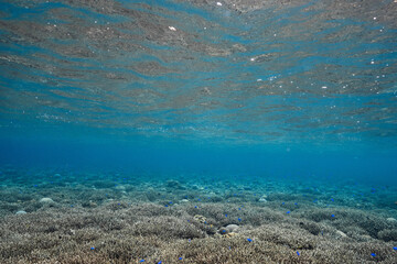 Blue tropical fish swimming over a shallow coral reef © Satoshi