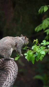 Squirrel Reaching for Green Leaves in Natural Garden Setting