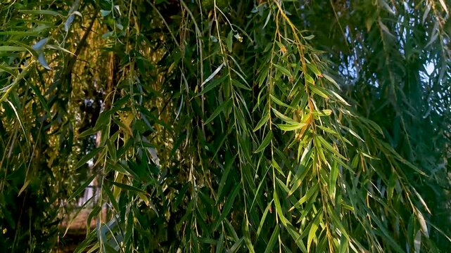 Close-up of lush green weeping willow branches with long narrow leaves hanging down and swaying gently in the breeze, natural outdoor scene