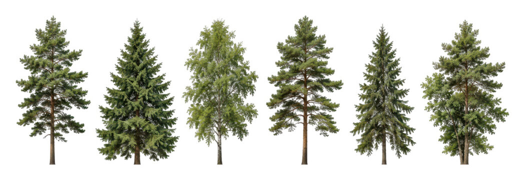PNG Evergreen deciduous tree collection