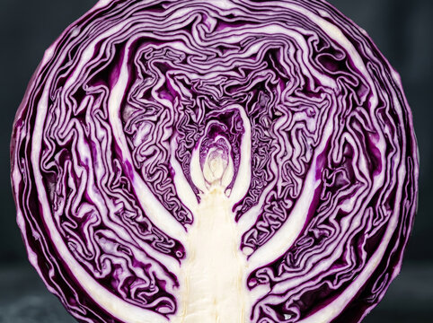 Symmetrical cross section pattern of raw purple red cabbage head