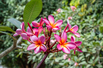 Close up shot of vibrant pink and yellow plumeria frangipani flowers blooming in the garden © Hasim