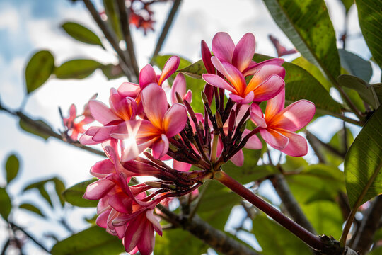 Close up shot of vibrant pink and yellow plumeria frangipani flowers blooming in the garden