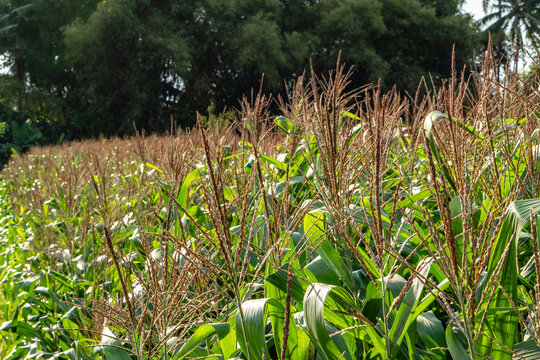 Green corn field with flowering tassels under bright sunlight in rural plantation