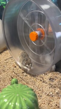 A small, brown dwarf hamster runs in a clear exercise wheel. A green decorative pumpkin is visible in the sandy habitat.