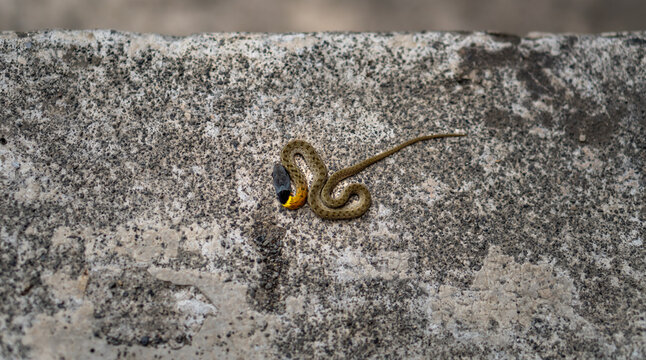 Small yellow-necked reed snake resting on textured concrete surface