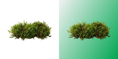 Green moss patch forest plant flora nature element botany © DesignFlenock