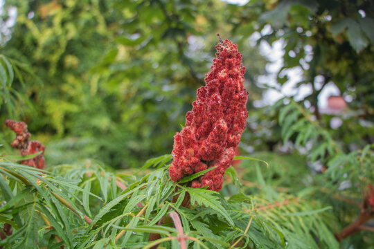 Dense red sumac fruit cluster surrounded by finely divided green leaves covered with raindrops
