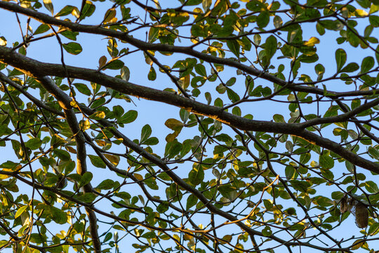 Low angle view of green tree branches and leaves under clear blue sky
