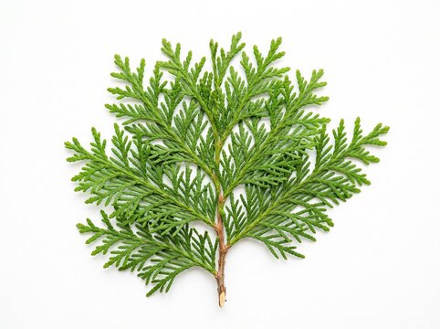 Vibrant Green Thuja Arborvitae Cedar Branch Isolated On White Background