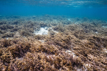 Underwater rocky landscape with natural marine algae growth © Satoshi