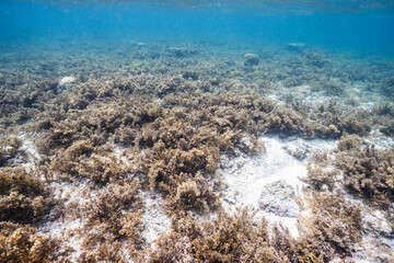 Natural underwater landscape covered with marine algae © Satoshi